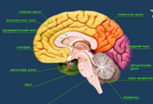 Photo of Описание работы мозга человека