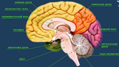 Photo of Описание работы мозга человека