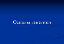 Photo of Разбор принципов генетики