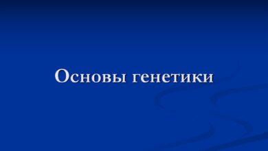 Photo of Разбор принципов генетики