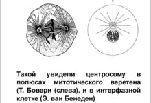 Photo of Подробное описание клеточного деления