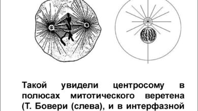 Photo of Подробное описание клеточного деления