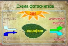 Photo of Разбор механизма фотосинтеза