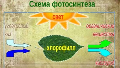 Photo of Разбор механизма фотосинтеза